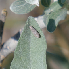 Amphigonalia severini