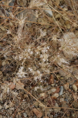 Dasyochloa pulchella
