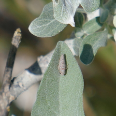 Amphigonalia severini