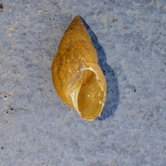 Bulimulus tenuissimus