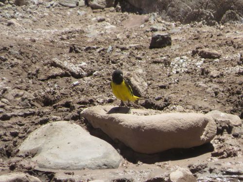 Yellow-rumped Siskin (Spinus uropygialis), photo 6
