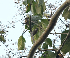 Picumnus squamulatus