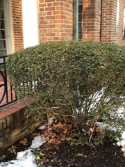 Osmanthus × burkwoodii