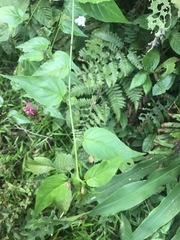 Siphocampylus longibracteolatus