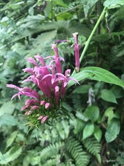 Siphocampylus longibracteolatus