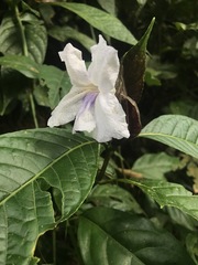 Ruellia tubiflora