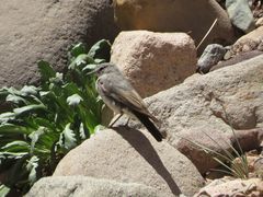 Muscisaxicola cinereus