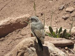 Muscisaxicola cinereus