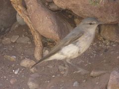 Muscisaxicola cinereus