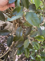 Calyptranthes pallens