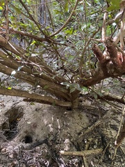 Calyptranthes pallens