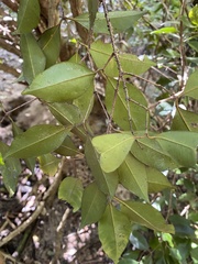 Calyptranthes pallens