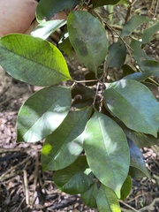 Calyptranthes pallens