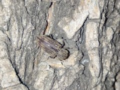 Dastarcus helophoroides