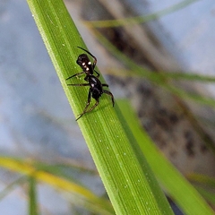 Micrathena schenkeli