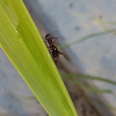 Micrathena schenkeli