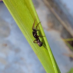 Micrathena schenkeli