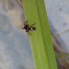 Micrathena schenkeli