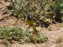 Spinus crassirostris