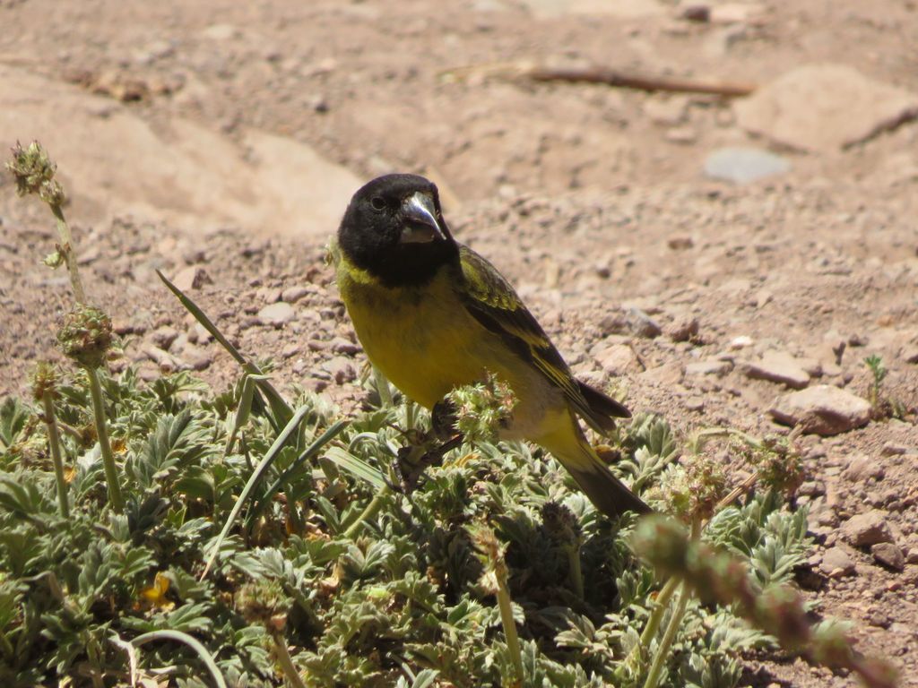 Spinus crassirostris amadoni