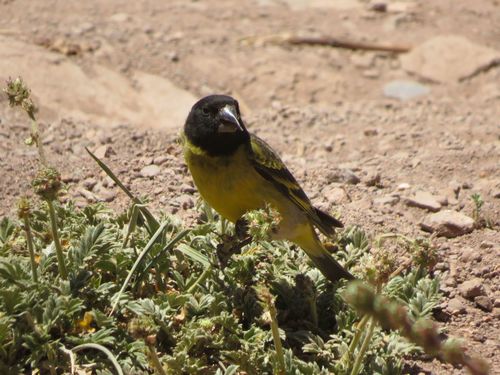 Thick-billed Siskin