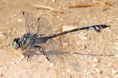 Lindenia tetraphylla