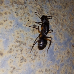 Camponotus renggeri
