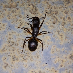 Camponotus renggeri