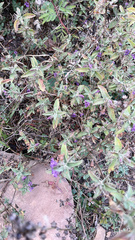 Dyschoriste hirsutissima