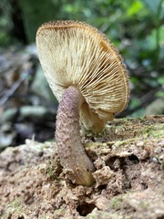 Tricholomopsis scabra