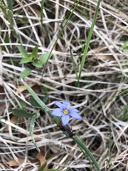 Sisyrinchium albidum