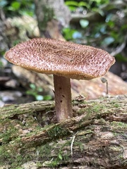 Tricholomopsis scabra