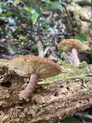 Tricholomopsis scabra