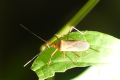 Chinadasynus orientalis