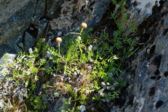 Leptinella pyrethrifolia