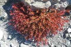 Epilobium porphyrium