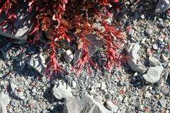 Epilobium porphyrium
