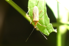 Chinadasynus orientalis