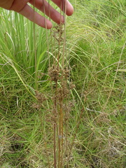 Juncus edgariae