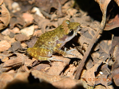 Eleutherodactylus interorbitalis
