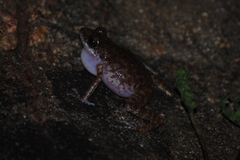 Eleutherodactylus interorbitalis