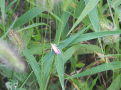 Oncocera semirubella