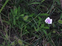 Dianthus chinensis