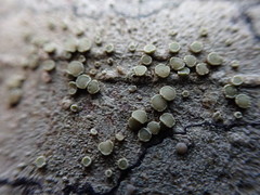 Lecanora pacifica