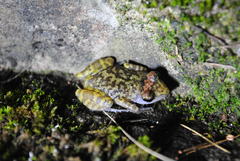 Eleutherodactylus interorbitalis