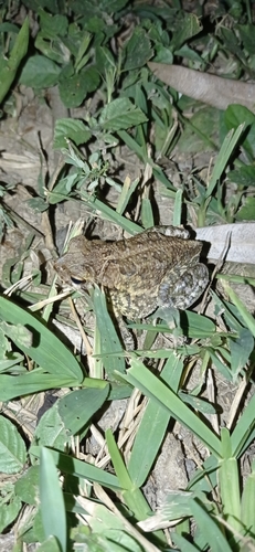 Marbled Toad (Incilius marmoreus)