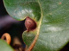 Dryocosmus juliae