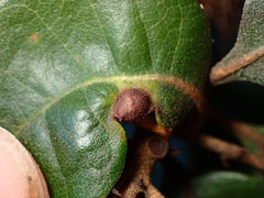 Dryocosmus juliae