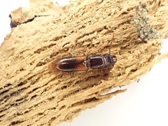 Chaetosoma scaritides