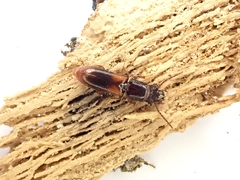 Chaetosoma scaritides